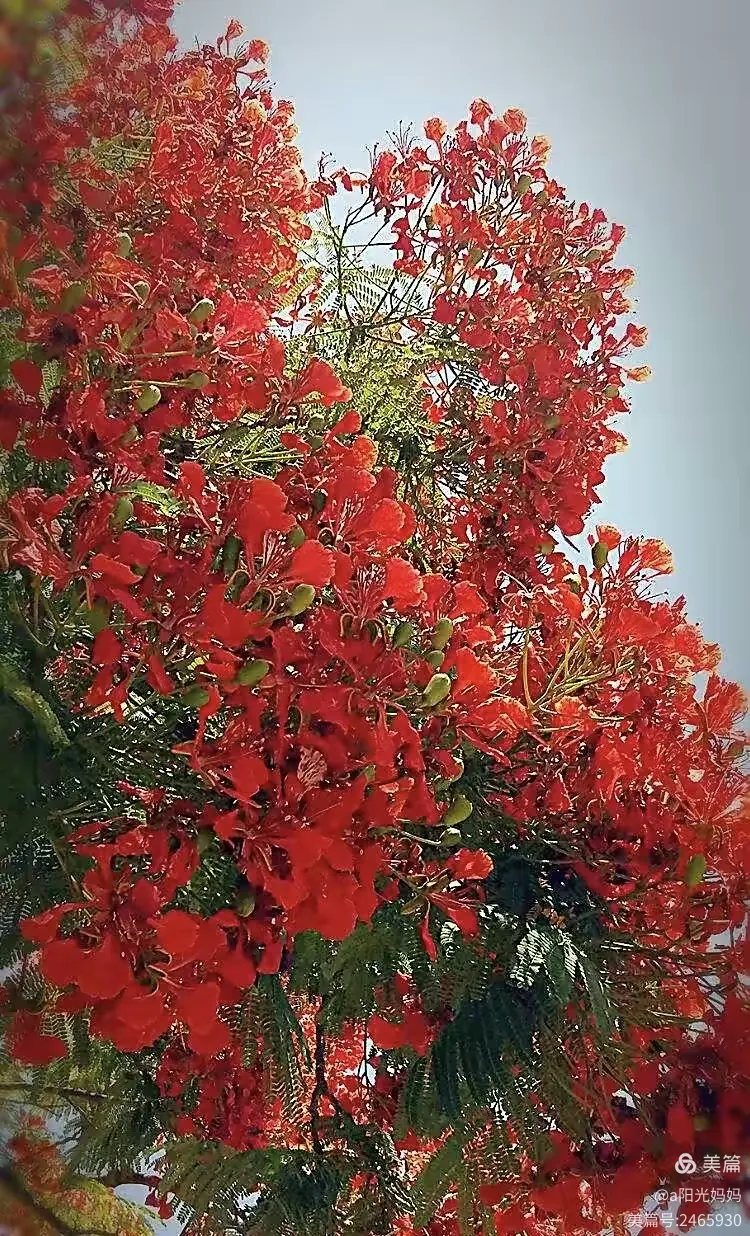 枝叶扶疏绿叶旺，火树结花展凤凰。